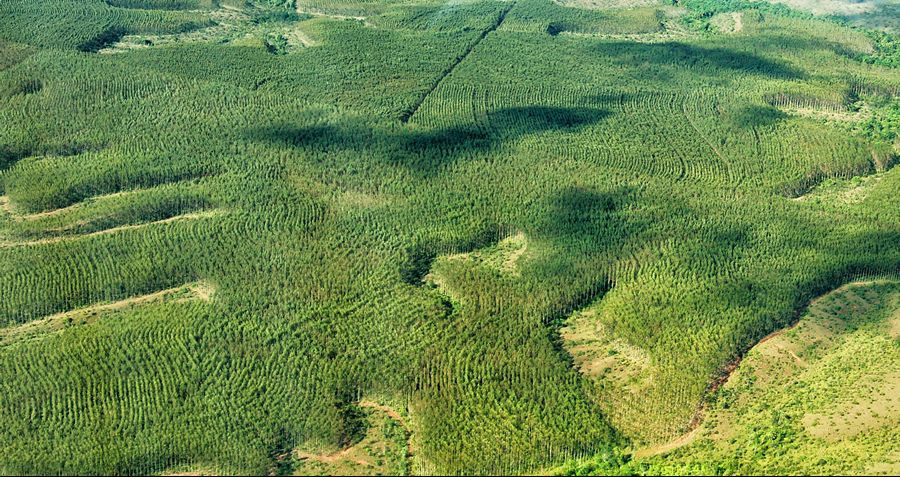 Esperança para a conservação da natureza nacional