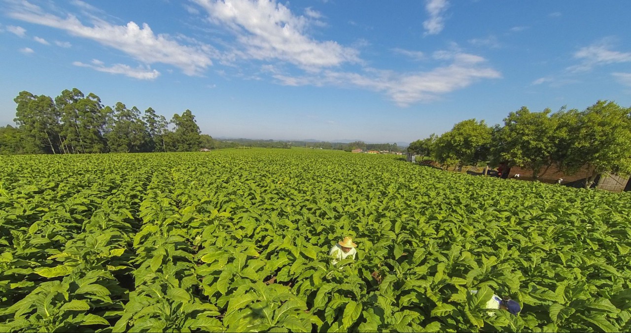 Região Sul sedia evento mundial sobre tabaco