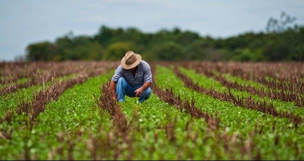 Sicredi Sul libera R$ 6,1 bilhões para crédito rural