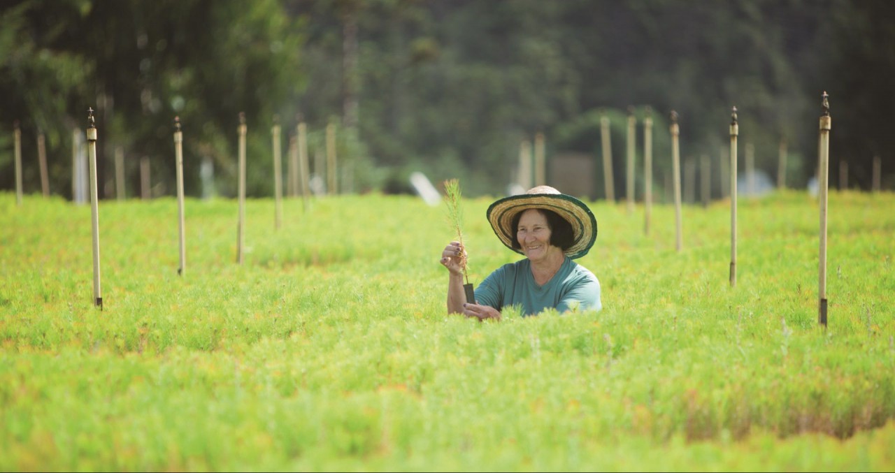 Celulose Irani: um exemplo de sustentabilidade