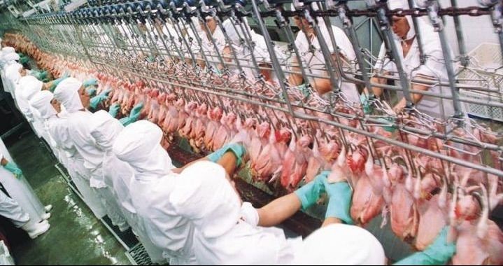 Arábia Saudita veta frango de cinco frigoríficos brasileiros