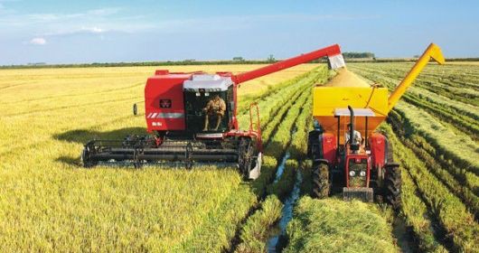 Rio Grande do Sul registra a safra mais cara da história