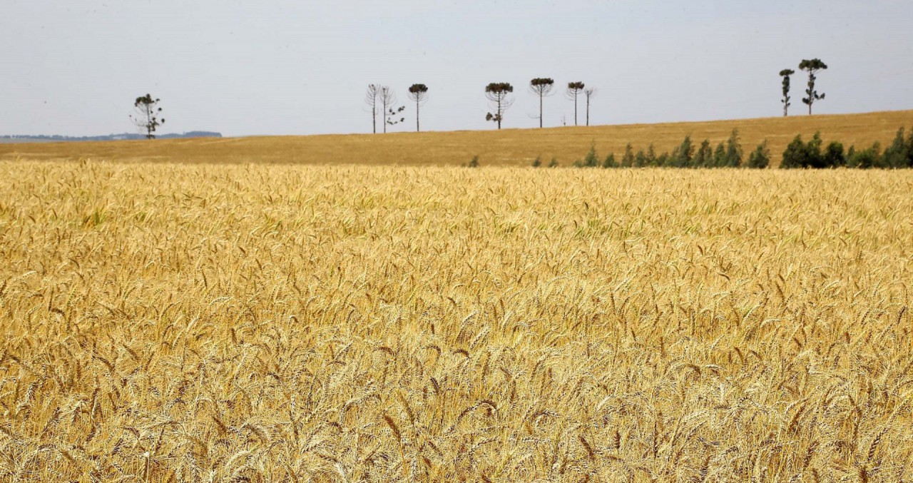 PIB do Paraná tem alta de 1% no terceiro trimestre de 2019