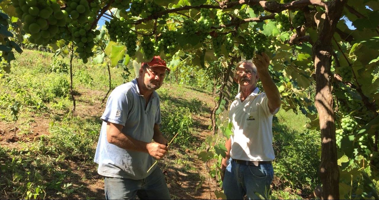 Oeste catarinense aperfeiçoa a qualidade dos vinhos