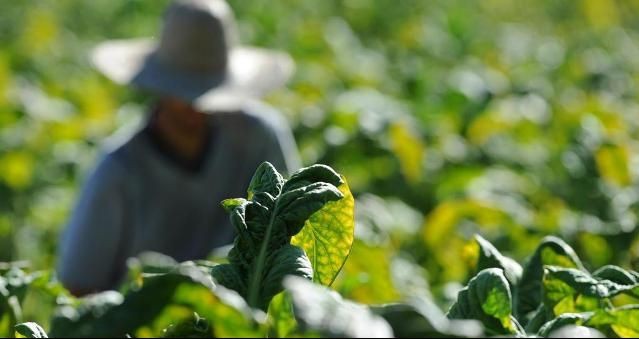 Tabaco movimenta economia de quase metade das cidades do Sul