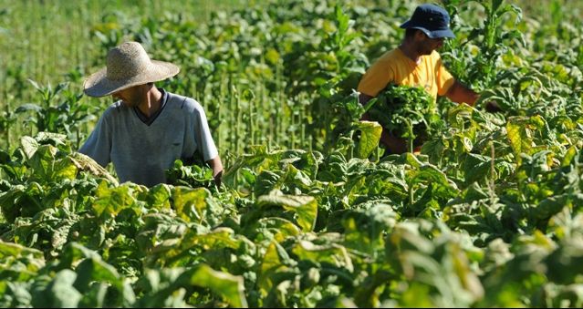 Produtor de tabaco do Sul tem renda acima da média