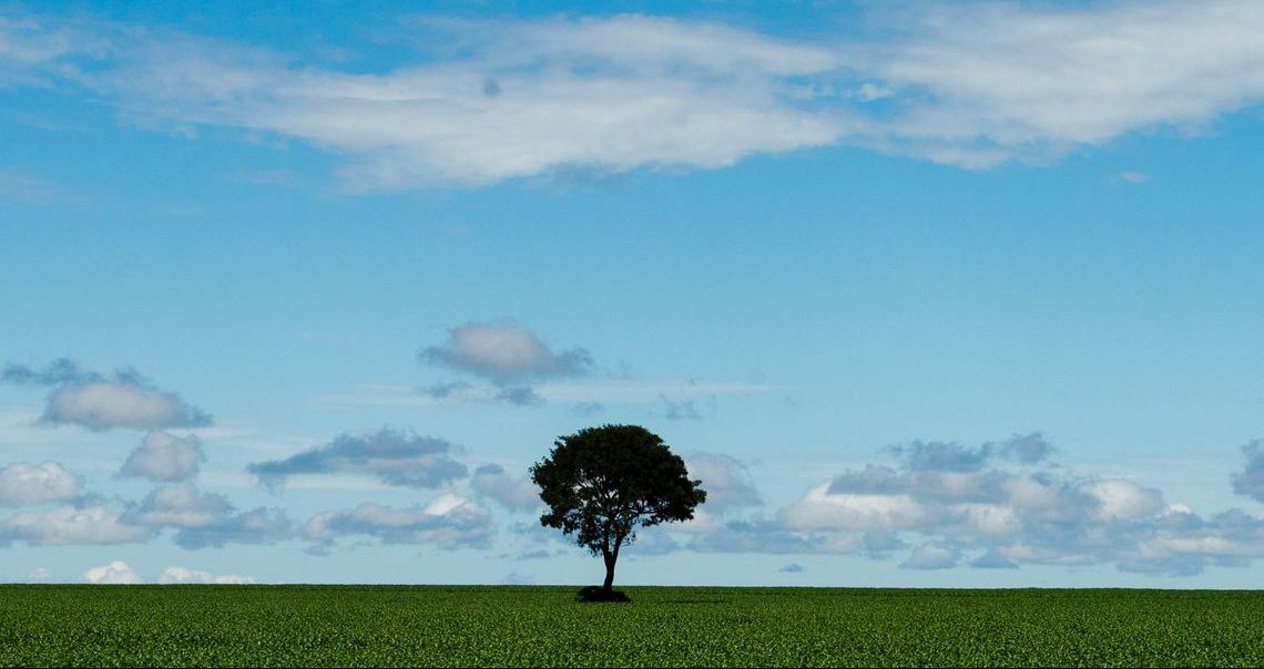 Censo mostra aumento da área destinada à agricultura no país