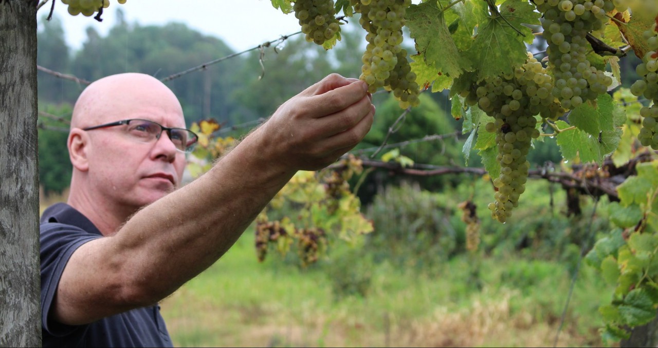 Petronius vinifica seus primeiros vinhos