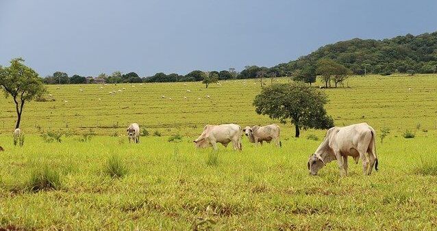 Agronegócio exportou US$ 96,8 bilhões em 2019